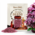 Hypoestes, Pink Polka Dot Flower Seeds - Heirloom Seeds, Polka Dot Plant, Flamingo Plant, Pollinator Friendly, Open Pollinated, Non-GMO