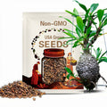 Myrmecodia tuberosa 10 Seed Caudex Plant: Exotic Tropical Bonsai Starter